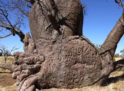 (تصاویر) درختانی با نمادهای اسرارآمیز در صحرای استرالیا