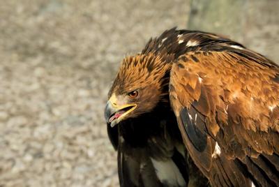 (ویدیو) لحظه شکار بز جنگلی توسط عقاب تیزچنگال