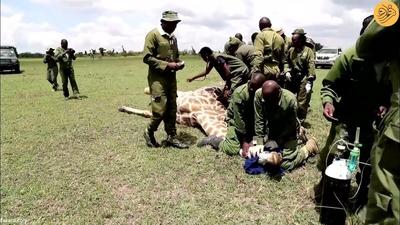 (ویدئو) نصب GPS روی دُم زرافه‌ها در حیات وحش آفریقا