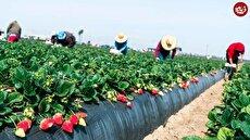 (ویدئو) آمریکایی ها در این فرایند تماشایی توت فرنگی را در مزرعه کشت و برداشت می‌کنند