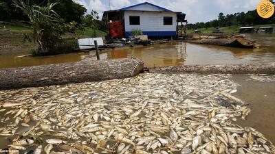 (تصاویر) مرگ هزاران ماهی در اثر خشکسالی شدید آمازون