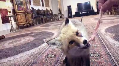 تصاویر | ناگهان دیدیم روباه آمد سر سفره‌مان! | گفت‌وگو با خانواده‌ای که با یک روباه خبرساز شدند | حیوان از سرمای شدید به این خانواده پناه آورد
