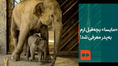 ببینید |‌ «مایسا» بچه‌ فیل ارم به‌ پدر معرفی شد!