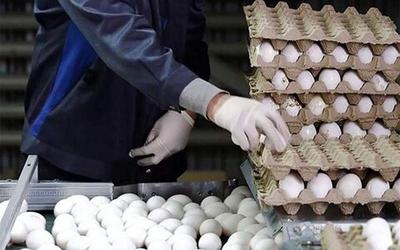 تخم مرغ باز هم گرانتر شد ؟ | قیمت هر شانه تخم مرغ