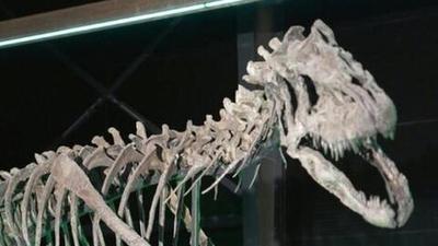 ببینید | کشف اسکلت نادرترین دایناسور جهان!