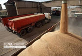 افزایش شاخص قیمت گندم در جهان