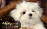 فروش سگ جیبی در زنجان سرو صدا به پا کرد