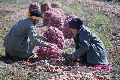 خرید توافقی محصولات کشاورزی در استان کرمانشاه از مرز ۱۰هزار تن گذشت