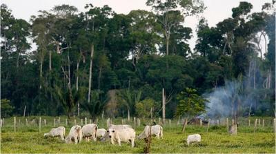 حال بد ریه های زمین؛ قطع بیش از ۸۰۰ میلیون درخت جنگل های آمازون