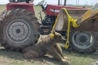 کشتار خرس‌ها در ایران/ ۶۶ قلاده خرس قهوه‌ای به دست…