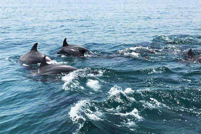 ببینید | نمایی تماشایی از شنای دلفین‌ها در جزیره هنگام