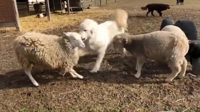 ببینید | حمله عجیب و گروهی سه گوسفند به گرگ بی‌دست‌وپا