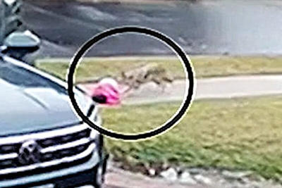 ببینید | لحظه ترسناک حمله گرگ به یک کودک در کنار ماشین پدرش