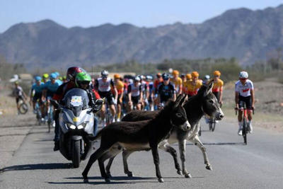 تصاویر | یورش دو الاغ به مسابقات دوچرخه‌سواری در عربستان