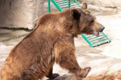 ببینید | جزئیات هولناک از حمله مرگبار خرس قهوه‌ای به نگهبان در اصفهان