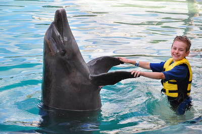 ببینید | بازی جذاب و بامزه دلفین باهوش با پسربچه!