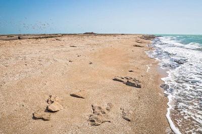 ببینید | جولان ترسناک کوسه‌ها در سواحل جزیره قشم