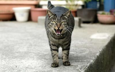 ببینید | دعوای قلدرترین گربه ترکیه با یک گربه ولگرد