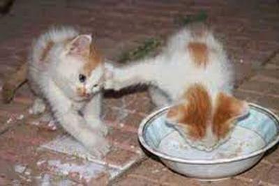 ببینید | دعوای خنده دار دو بچه گربه بر سر غذا خوردن