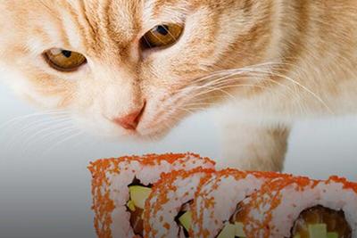 ببینید |  دزدی بامزه یک گربه از میز سوشی