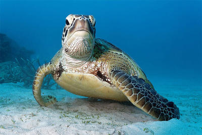 ببینید | حرکت باورنکردنی کوسه خون‌خوار؛ علمیان نجات برای لاک‌پشت زخمی!