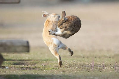 ببینید | فرار جانانه‌ خرگوش چابک از دست شکارچیان مخوف