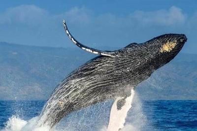 ببینید |  تصاویری دلخراش از لحظه بلعیده شدن یک شناگر توسط نهنگ قاتل در دریا