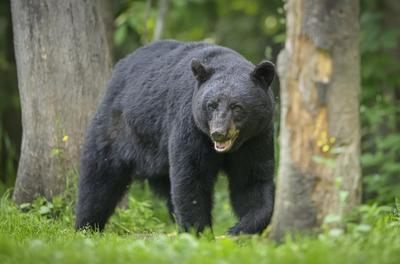 ببینید | لحظه ترسناک حمله یک خرس سیاه به میز غذای مردم وسط پارک جنگلی