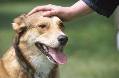 سونامی بیماری‌ها تاوان هم‌نشینی با سگ‌ها