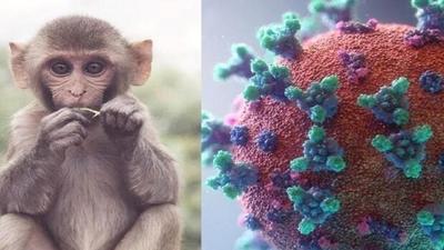 آبله میمون چیست؟ /موردی از ابتلا در ایران گزارش نشده است