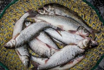 قیمت انواع ماهی سه‌شنبه چهاردهم تیرماه ۱۴۰۱/ قزل‌آلای بی استخوان ۱۷۹.۰۰۰ تومان