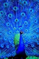 لحظاتی از کمیاب ترین و زیباترین طاووس های جهان+ فیلم
