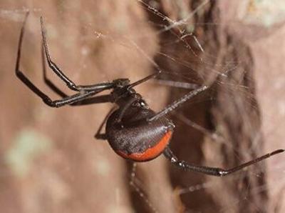 سکونت خطرناک ترین عنکبوت دنیا در ایران!+ عکس