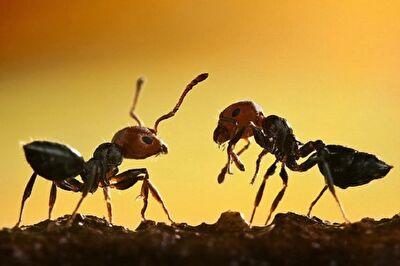 کلونی شگفت انگیز مورچه‌ها+ فیلم