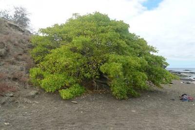 نام این درخت «درخت مرگ» است؛ به آن نزدیک نشوید!+ عکس