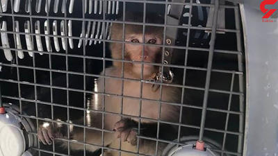 وحشت البرزی ها از میمون سرگردان / شهر را به هم ریخت + عکس