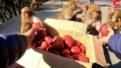 غذا رساندن مرد مهربان به میمون‌ها + فیلم