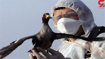 سخنگوی سازمان دامپزشکی: موردی از آنفولانزای پرندگان در کشور مشاهده نشده است
