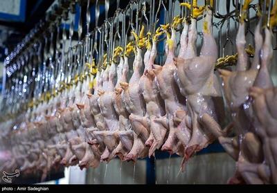 کاهش تقاضا برای خرید مرغ و تخم‌مرغ / خرید تضمینی مرغ و تخم‌مرغ از تولیدکنندگان آغاز شد