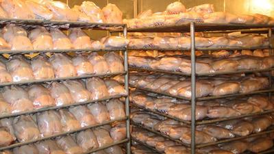 خبر مهم درباره قیمت مرغ در بازار / ذخیره سازی مرغ‌های کشتار روز آغاز شد