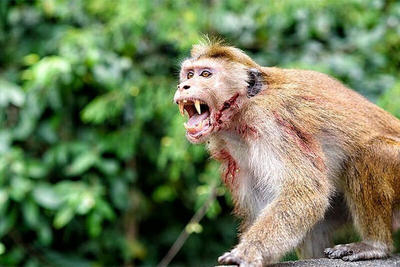 حمله عجیب یک میمون به مردم با چاقو /فیلم