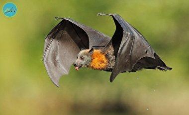 تصاویر حیرت‌انگیز از شنا کردن یک خفاش!+ فیلم