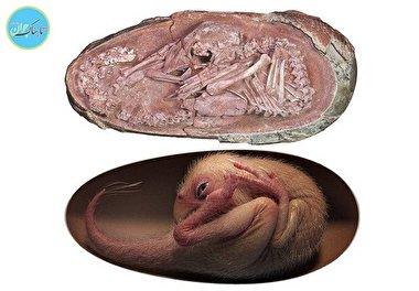 کشف باورنکردنی فسیل سالم جنین دایناسور در تخم