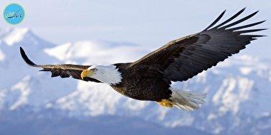 پرواز عقاب غول پیکر با شکارش در جاده+ فیلم