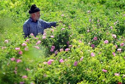 برداشت «گل محمدی» از مزارع زیرکشت در استان همدان