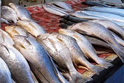 قیمت ماهی قزل آلا ۶۵ هزار تومان است