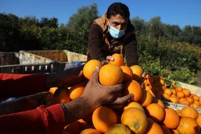 چین به دنبال واردات پرتقال و کیوی ایران است