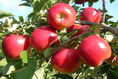 ۴۰۰ هکتار از باغ های سیب در استان همدان غیربارور است