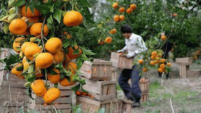 قطع درختان ۲۰ ساله به دلیل پایین بودن قیمت پرتقال در بابل