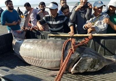 ماهی ۲۱۰ کیلوگرمی در مازندران صید شد + تصویر
